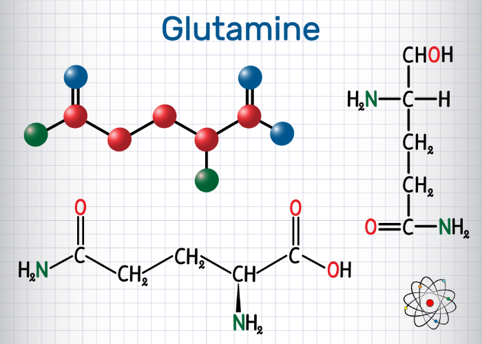L Glutamine Powder: The Unsung Hero Of The Supplement World - Illustrations 3 - L Glutamine Powder