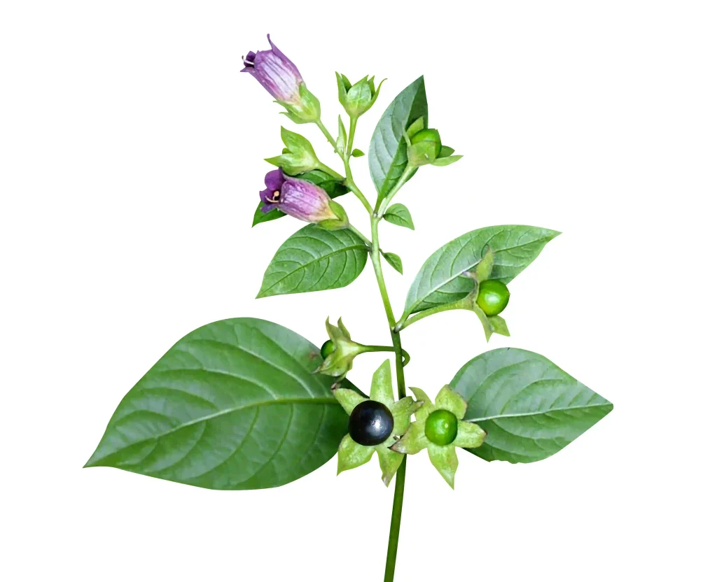 Atropa Belladonna 3