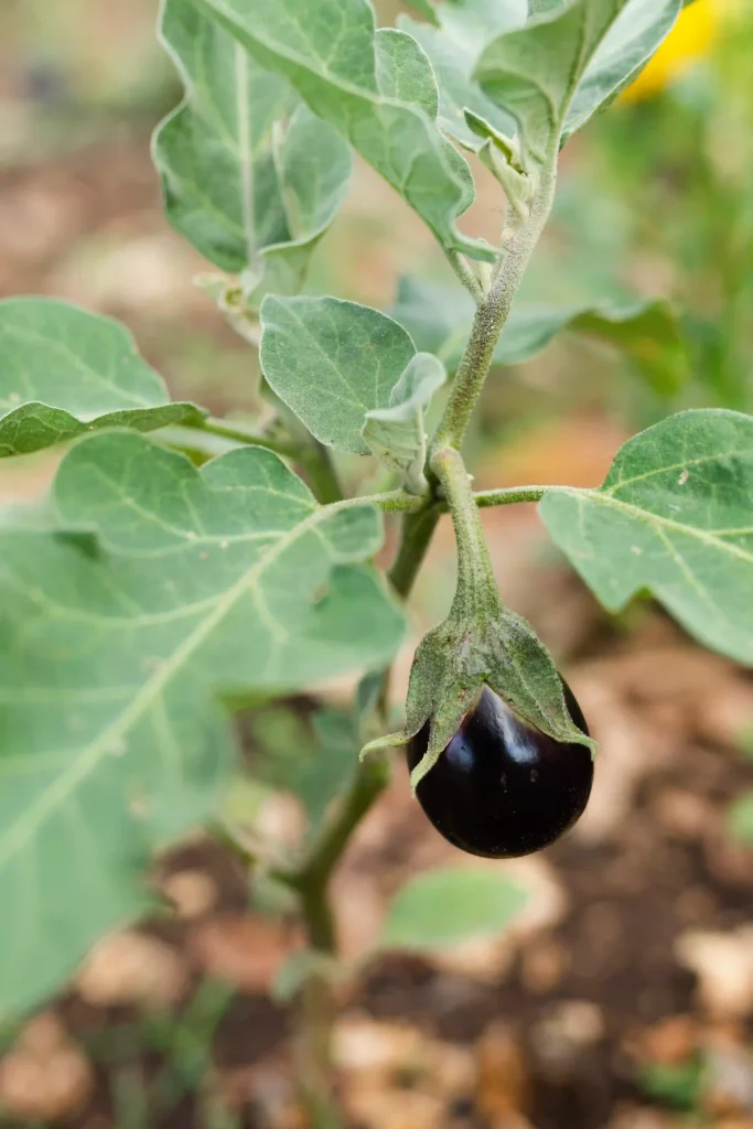 Atropa Belladonna 4